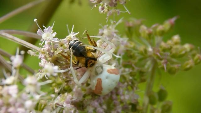 krabbenspinne veränderliche смотреть онлайн