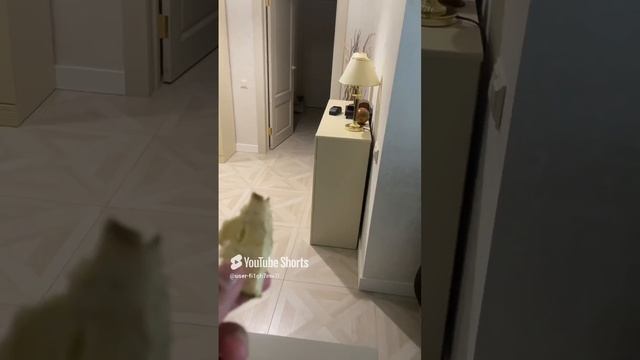 Мопс Милка смотреть онлайн