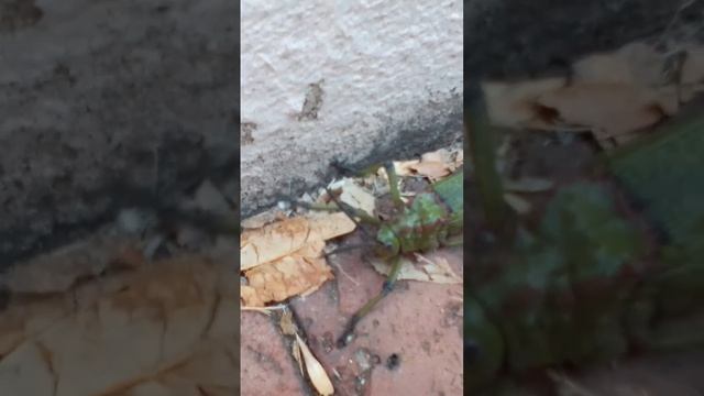 Hurt Grasshopper Keeps On Walking 🥰 смотреть онлайн