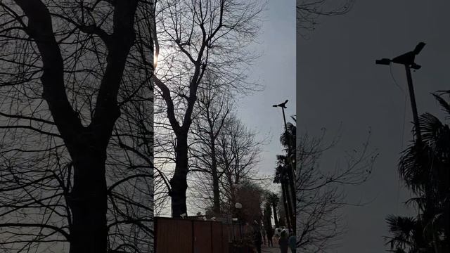 АДЛЕР 16 МАРТА. САМОЛЁТЫ. смотреть онлайн