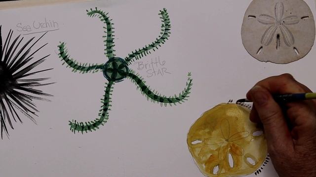 How to Paint an Echinoderm смотреть онлайн