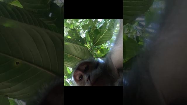 Monkey stole my GoPro HERO 11 BLACK MINI in Bali (Indonesia) смотреть онлайн