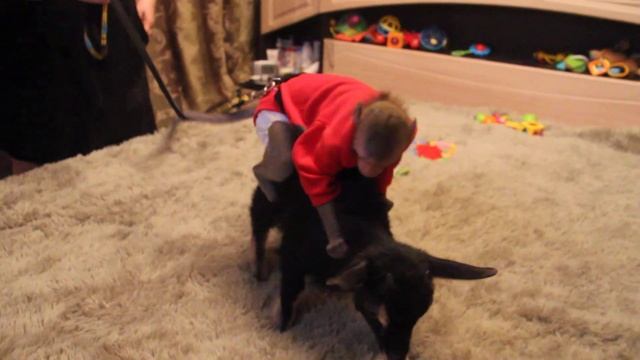 Цирковой трюк " катание обезьянки Федора на камерунской козочке Стеше" смотреть онлайн