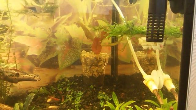 Анциструсы