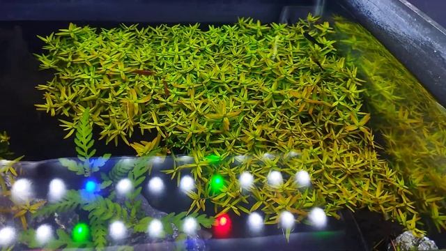Hari ke 11 brazilian style bersama neo soil смотреть онлайн