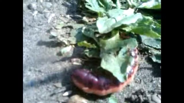 Cossus cossus caterpillar смотреть онлайн