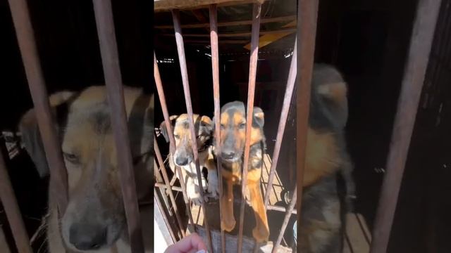 Собаки – это свобода смотреть онлайн