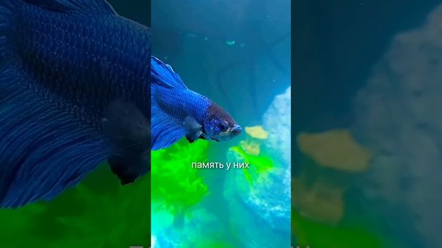 РАЗОБЛАЧЕНИЕ: какая память у рыбы на самом деле? #форель #лосось #мифы #рыба #рыбалка смотреть онлайн