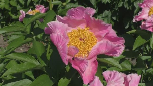 Пион Sugar n` Spice