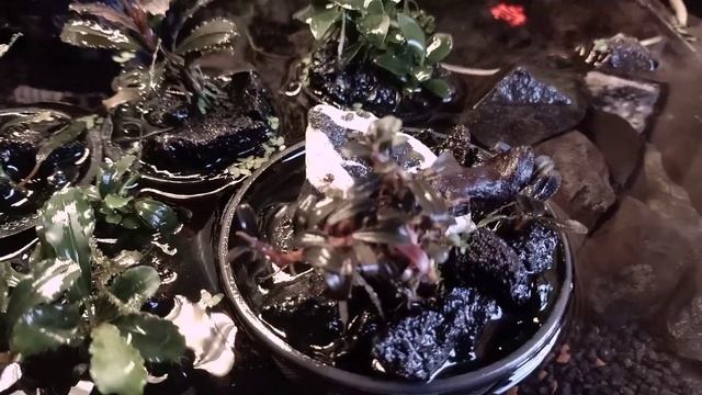 Bucephalandra| Bucelab 3.0 With new upgrades! смотреть онлайн