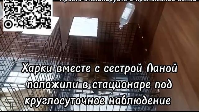 Харки. Дважды его переехал автомобиль, перенёс энтерит, потерял друга и сестру... смотреть онлайн