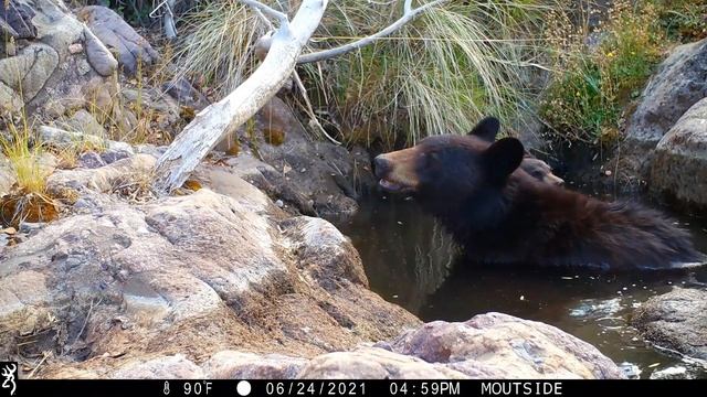 Adorable Black Bear Cub with Mom Trail Camera Video смотреть онлайн