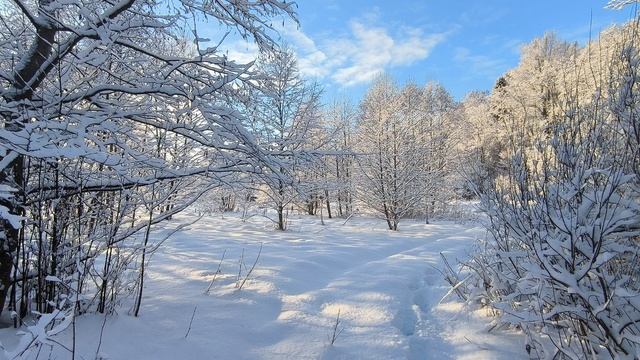 Солнечный день в заснеженном лесу. ч.2. Январь 2025 смотреть онлайн