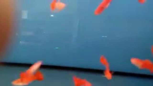 Гуппи Full red смотреть онлайн