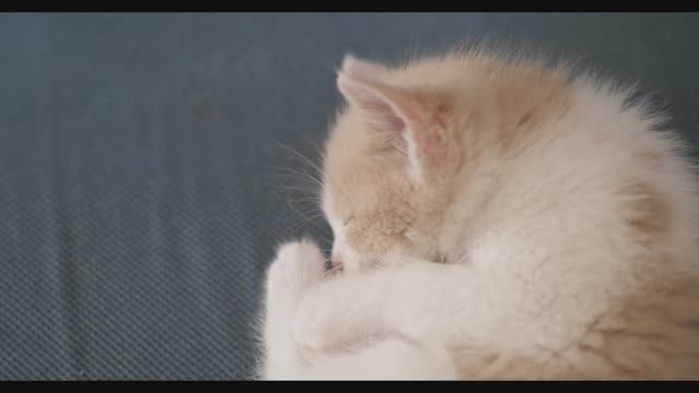 Мурлыкание котенка для сна и душевного спокойствия Лечебные Звуки , Сон , Релакс . 2 часа. смотреть онлайн