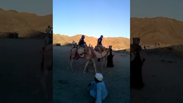 Катание на верблюдах в Египте смотреть онлайн