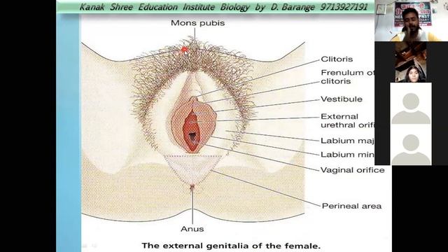 FEMALE REPRODUCTIVE  ORGANS PART 2 NCERT BIOLOGY BY D BARANGE SIR