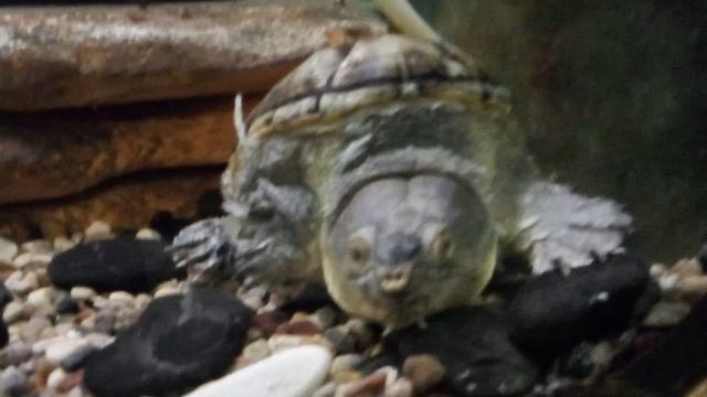 Московский зоопарк. Головастая лобная черепаха.