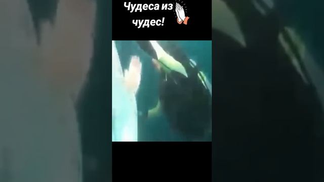 ✝️ 3-х метровая статуя Богородицы в океане ⬇️ В Индийском океане водолазы искали чёрный ящик, от ра смотреть онлайн