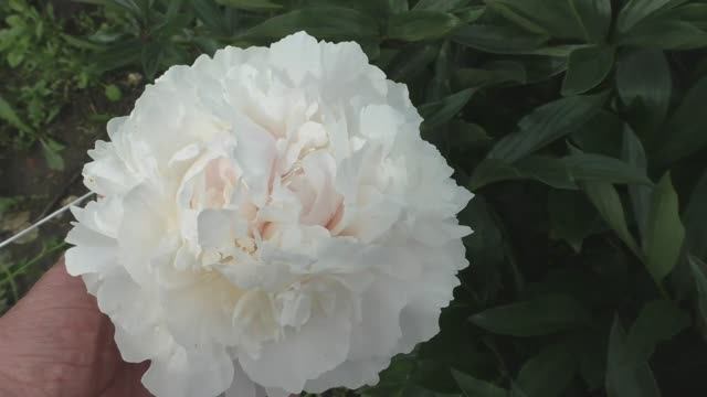 Пион Solange смотреть онлайн