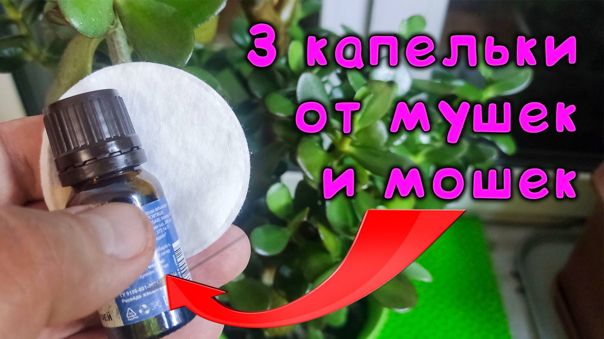 ✅Скажите "Нет!" назойливым мушкам - дайте начать новую жизнь вашим комнатным цветам и растениям 🌿 смотреть онлайн