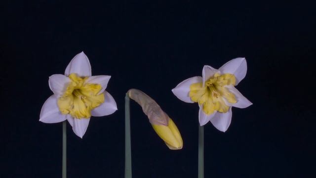 Relaxation video 3 minutes | Micro | Insects | Slow motion | Calmness | Details | смотреть онлайн