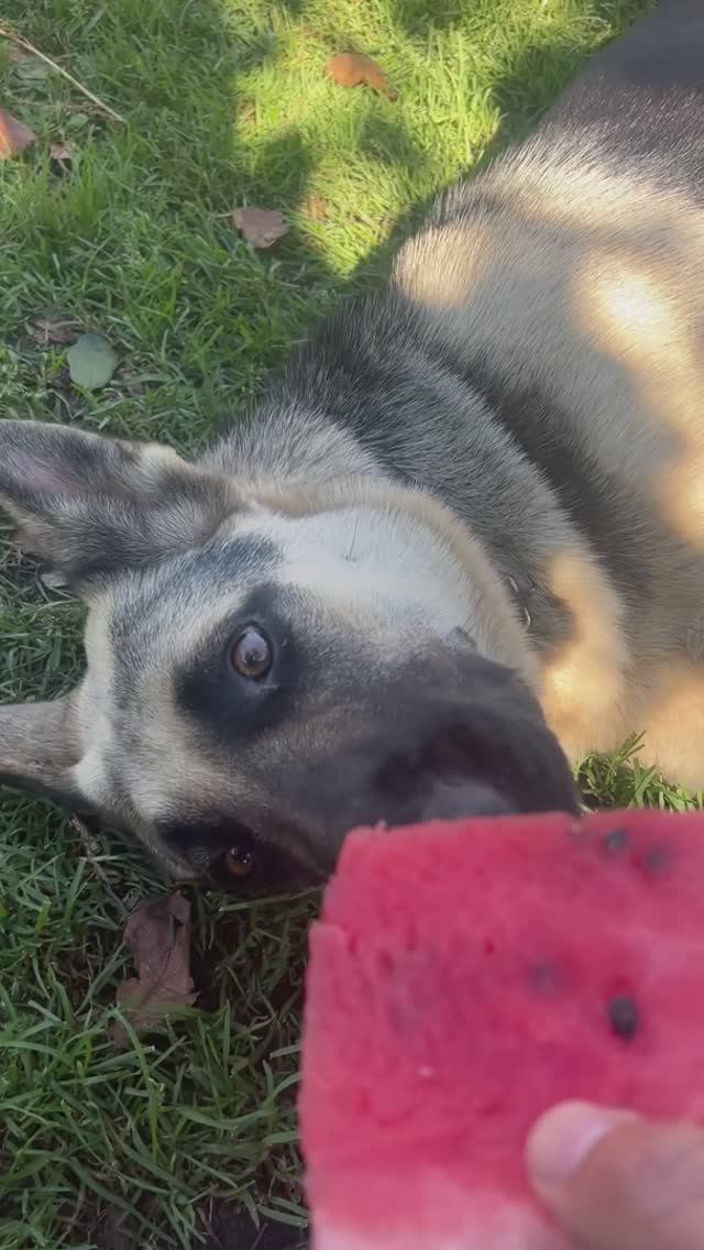 Зара кайфует с арбузом на траве смотреть онлайн