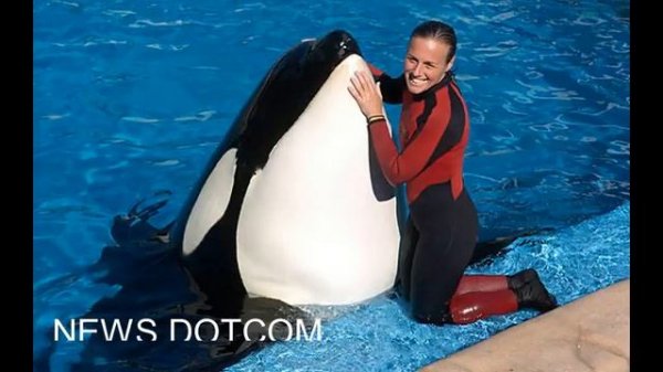 SeaWorld orca Tilikum who killed trainer dies