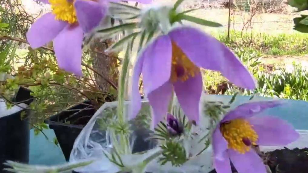 Как вырастить прострел из семян? Посев семян очень красивого многолетника. Мой опыт выращивания. смотреть онлайн