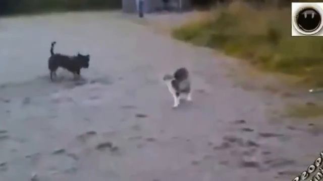 самые угарные приколы смотреть онлайн