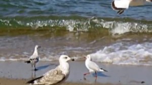 "Балтийское берег" Олег Газманов