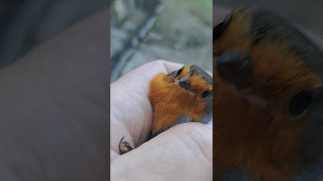 Спасли зарянку. смотреть онлайн