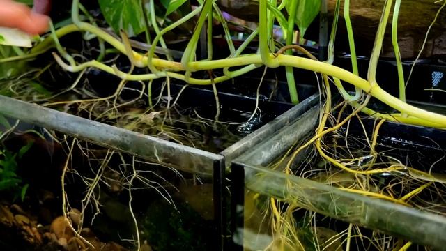 111 Aquariums And Ponds In This Home _ In Depth Tour
