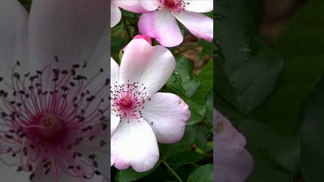 Роза Изящная Бесс, Грациозная Бесси. Дмитрий Шлапак смотреть онлайн