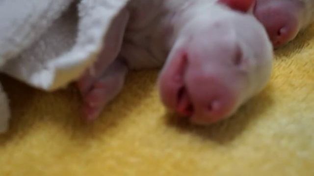 Kennel Calypos Mini Bull Terrier GG & Tarzans pup birth day movie смотреть онлайн