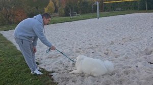 Наши любимые питомцы Арчи и Босс