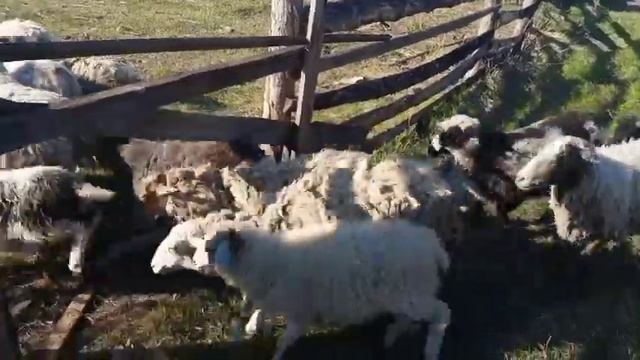 Дневник крестбянки.Кушаем вареники с твооом/ПАСУ ТЕЛЯТ И БАРАНОВ.ЖИВУ ВДЕРЕВНЕ. смотреть онлайн