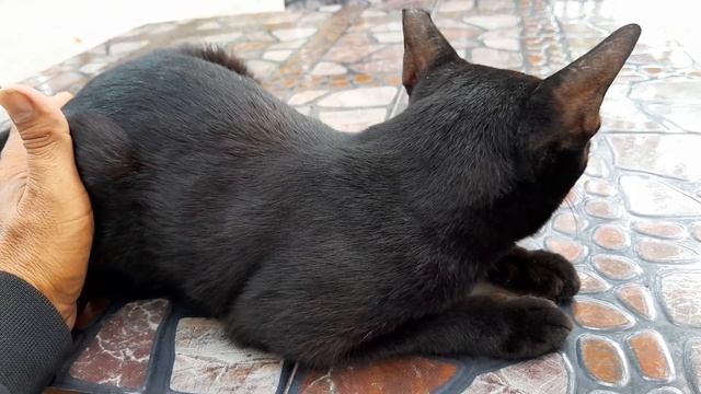 Jenny smart cat in pagoda she is very friendly смотреть онлайн