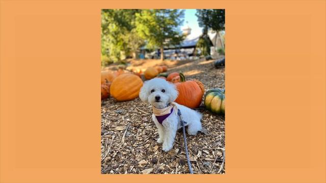 I took my dog to the pumpkin patch // mini vlog | montage | pumpkin picking | October смотреть онлайн