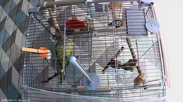 Попугай Кирюша , Калита, монах, квакер говорит смотреть онлайн