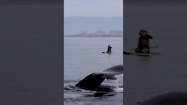 known as whalebone whales, are a parvorder of смотреть онлайн