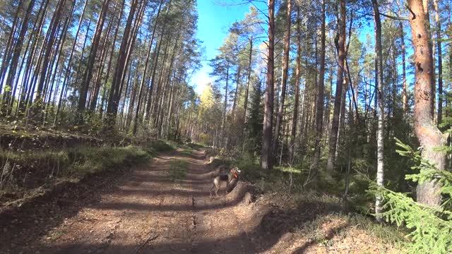 Русская гончая Побудка (Стрелка) (2 года 6 месяцев) ВПКОС 7132/24. Охота на зайца беляка