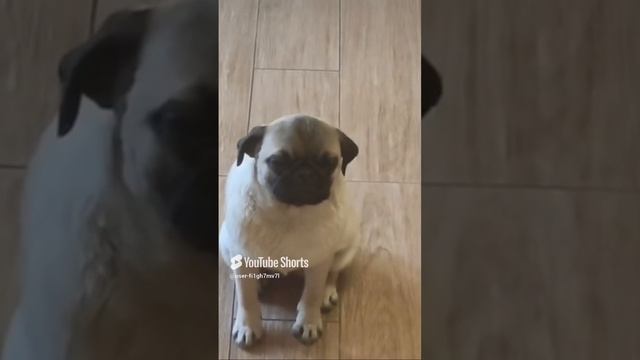 Мопс Милка смотреть онлайн