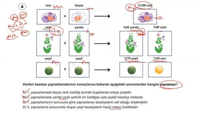 Fen Bilimleri 8.Sınıf Kalıtım Yeni Nesil Soru Çözümü 3 / LGS 2022 смотреть онлайн