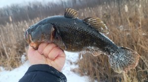 Я ВООБЩЕ НЕ ОЖИДАЛ!!! ГОЛОДНЫЕ РОТАНЫ-КАБАНЫ ЗАЖИГАЮТ ДАЖЕ В ЯНВАРЕ! Рыбалка на жерлицы