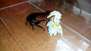 Рождение Мадагаскарских тараканов