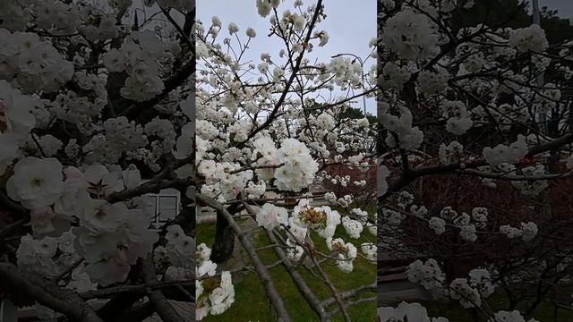 Сакура цветёт в Адлере. смотреть онлайн