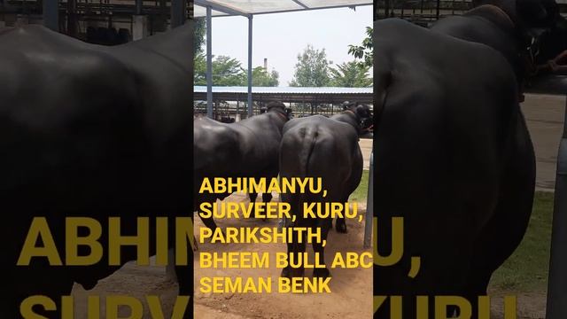 ABHIMANYU, SURVEER, KURU, PARIKSHITH, BHEEM BULL ABC SEMAN BENK смотреть онлайн