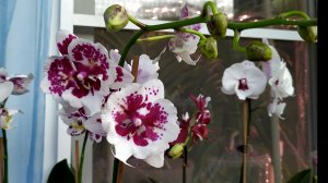 Домашние цветение орхидей. Орхидеи Бабочки и другие фаленопсисы.