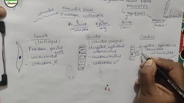 Class 11- Structural Organisation in Animals - 06 - Muscular Tissue смотреть онлайн